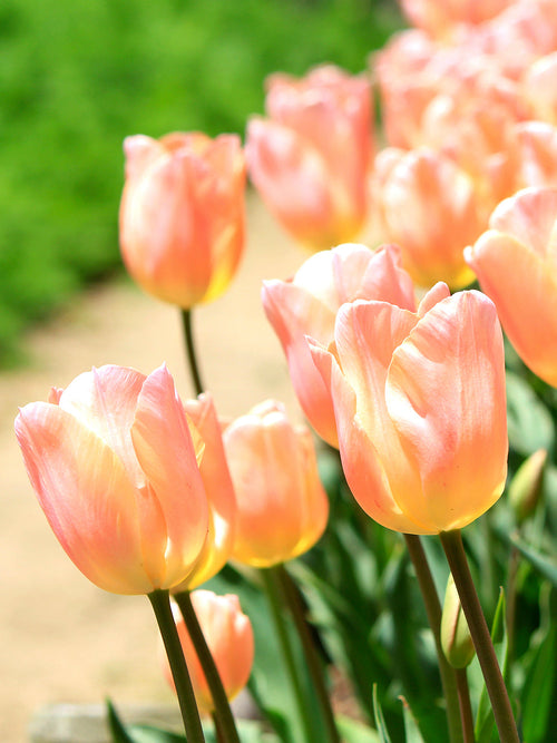 Tulip Bulbs Apricot Giant