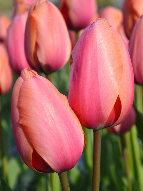 Tulpenbollen Apricot Impression