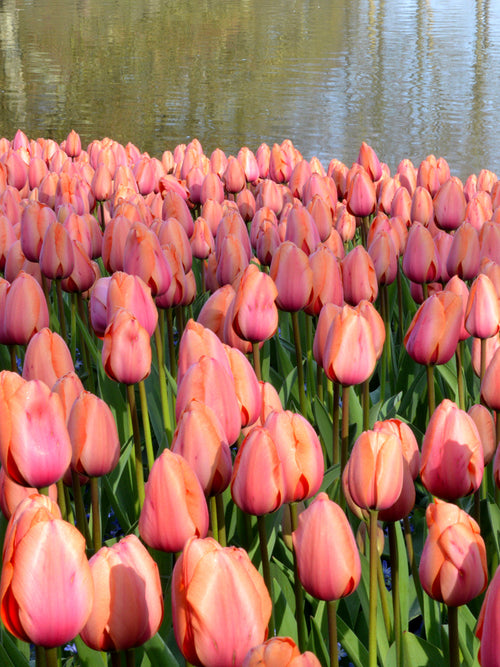 Tulip Apricot Impression Bulbs