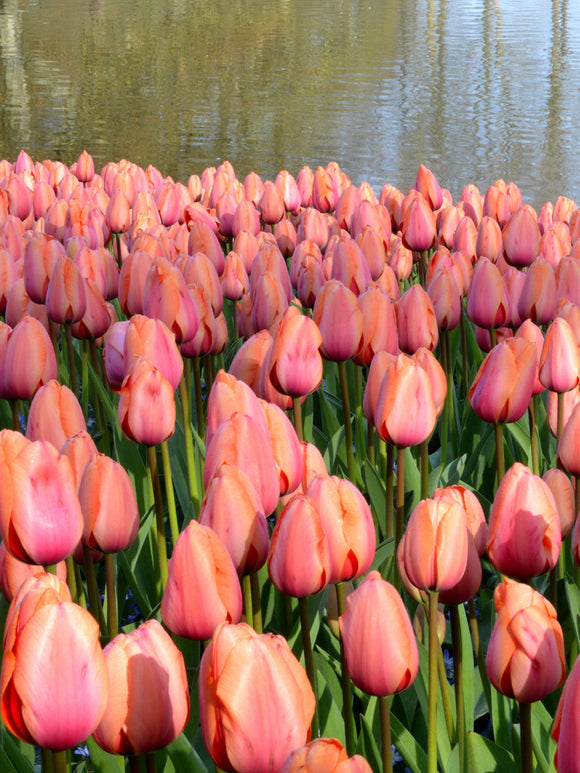 Tulip Apricot Impression Bulbs