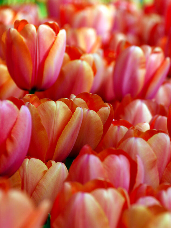 Tulpenbollen Apricot Impression