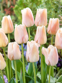 Tulp Apricot Pride