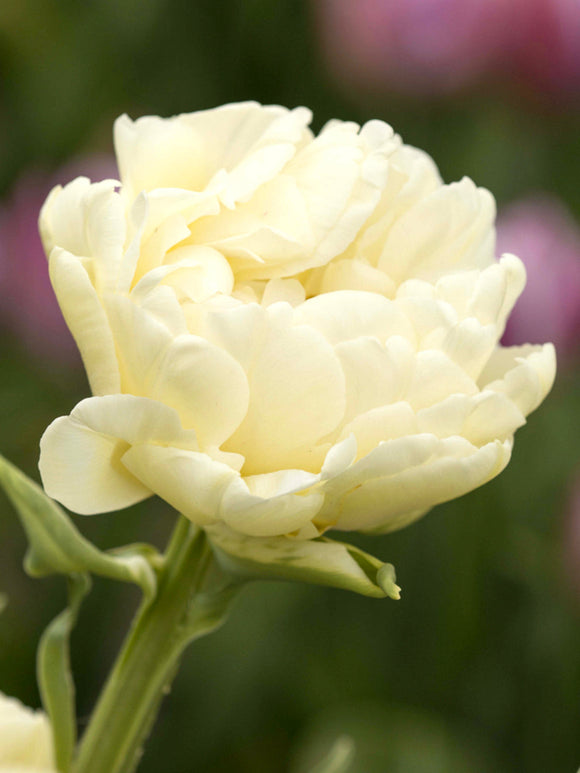 Tulp Avant Garde
