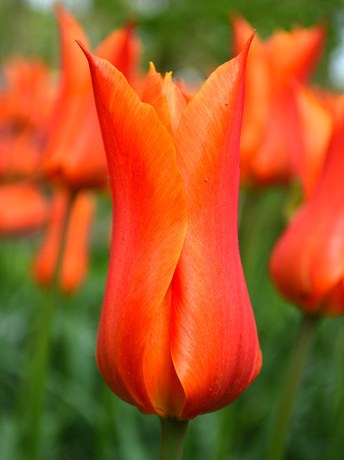 Tulip Bulbs Ballerina