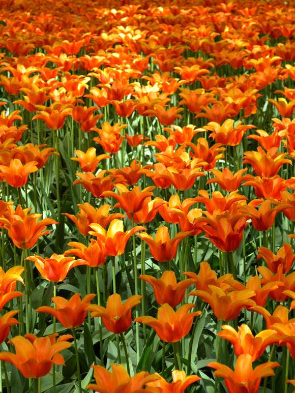 Tulip ballerina bulbs