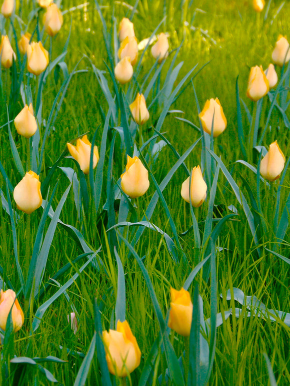 Miniature Tulips Battalini Bright Gem