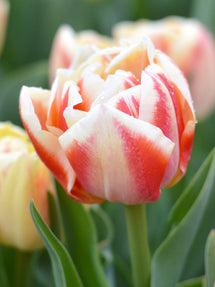 Tulp Bed of Roses