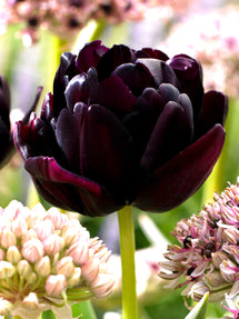 Tulp Black Hero