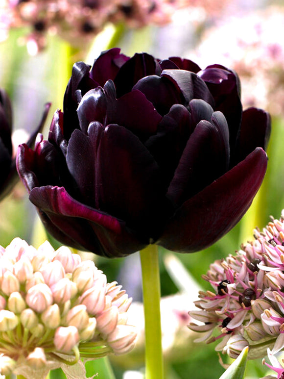 Tulip Bulbs Black Hero