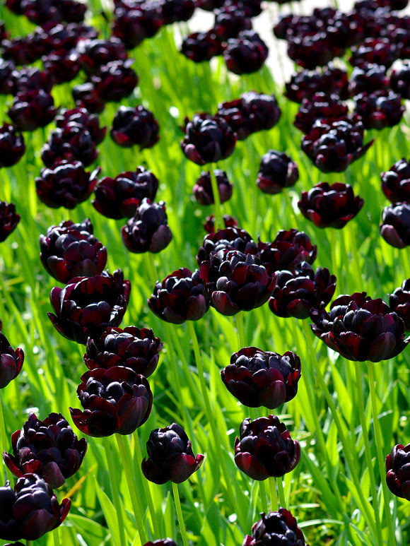 Black Hero Tulip Bulbs