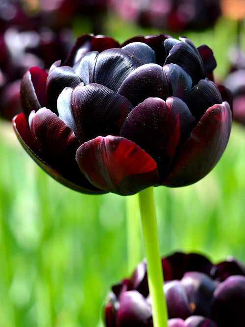 Tulip Bulbs Black Hero