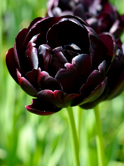 Black Tulips from Holland