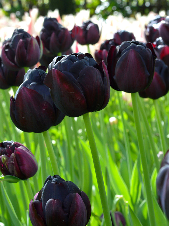 Black Tulips from Holland