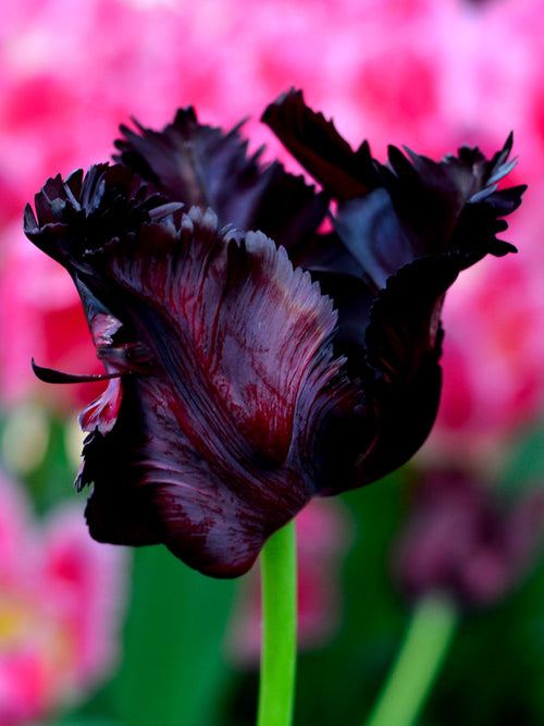 Tulip Bulbs Black Parrot