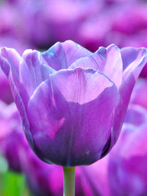 Tulp Blue Aimable