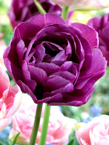 Tulp Blue Diamond