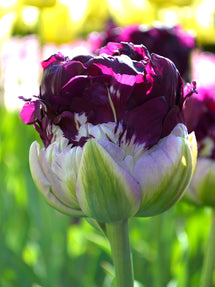 Tulp Blue Wow