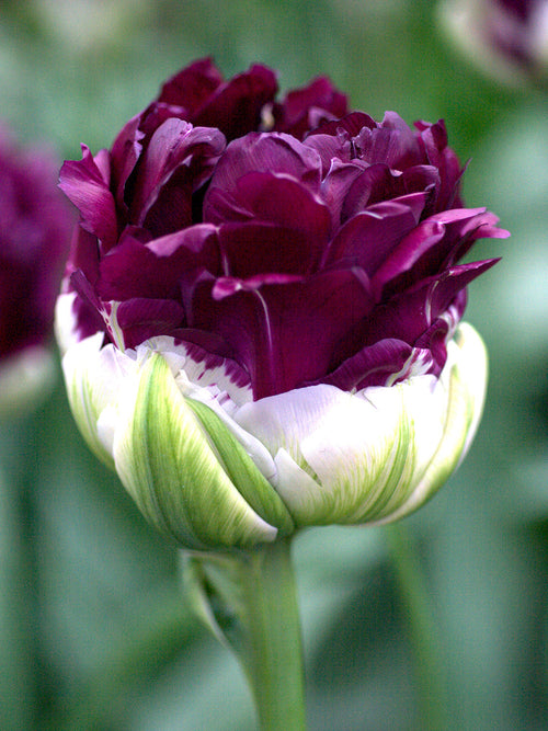 Tulip flower bulbs wow bulbs