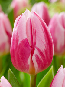 Tulp Bojangles