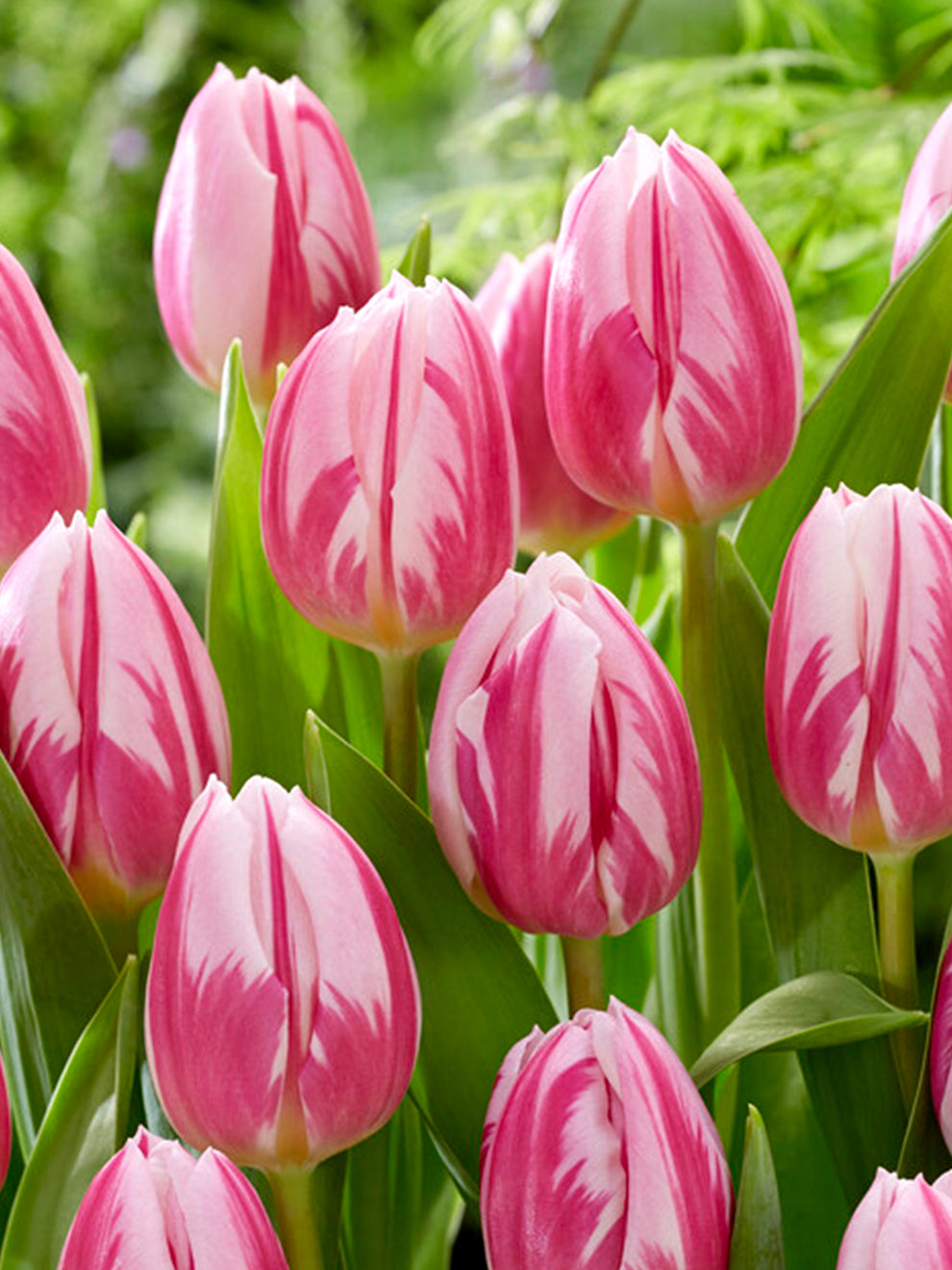 Tulpen Bloembollen Online Bestellen - Bojangles | DutchGrown™