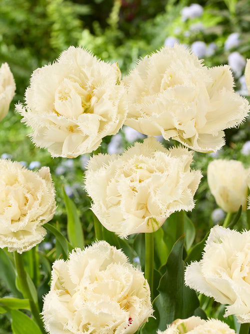 Tulp Boot Camp