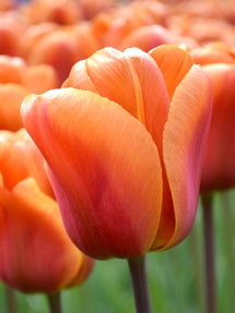 Tulp Brown Sugar