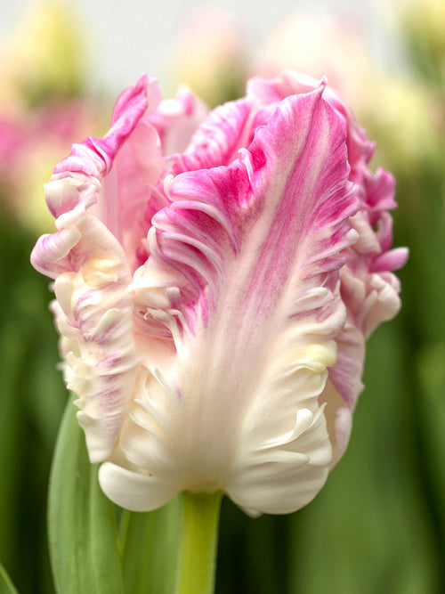 Tulpenbollen Cabanna Parrot - Bloembollen