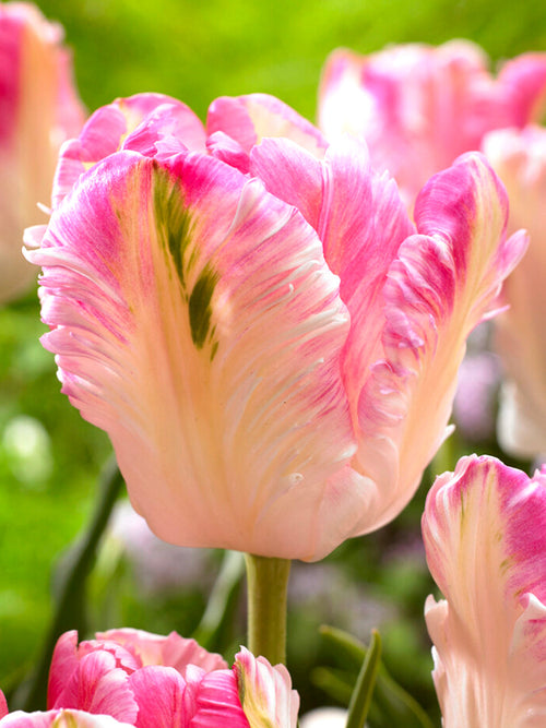 Tulpenbollen Cabanna Parrot - Bloembollen
