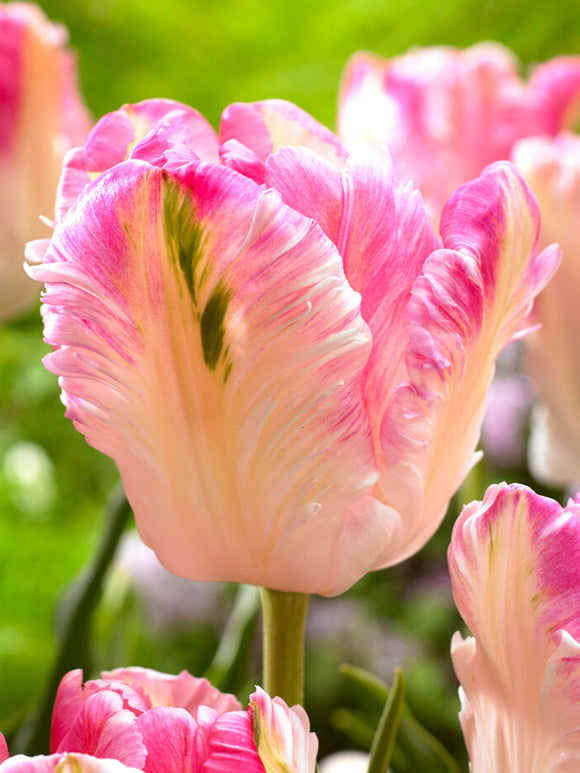 Tulpenbollen Cabanna Parrot - Bloembollen