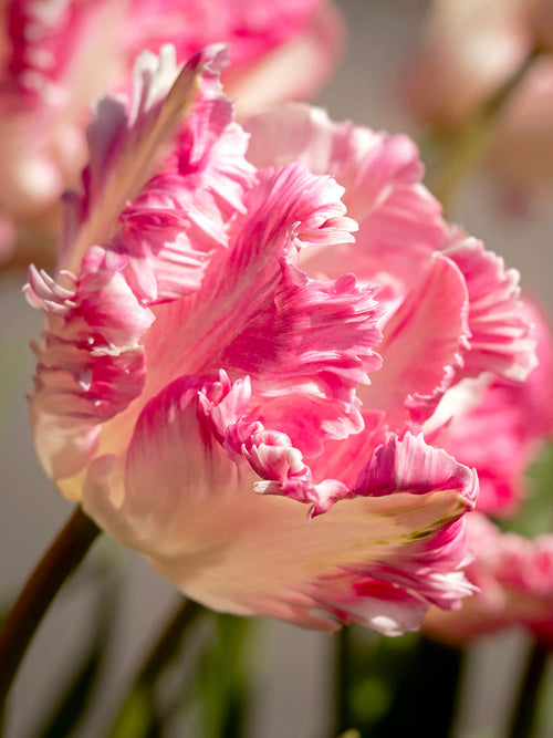 Tulpenbollen Cabanna Parrot - Bloembollen