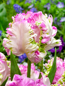 Tulp Cabanna Parrot