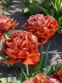 Tulp Caramel