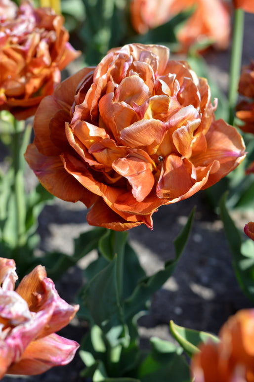 Dubbele tulp Caramel in bloei in de lentetuin