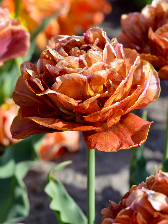 Close-up van Tulp Caramel met gelaagde bloemblaadjes