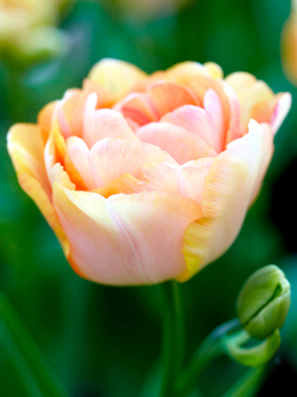 Peach Salmon Tulip Bulbs Charming Beauty