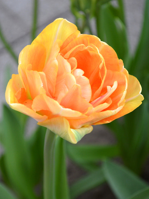 Tulip Bulbs Charming Beauty