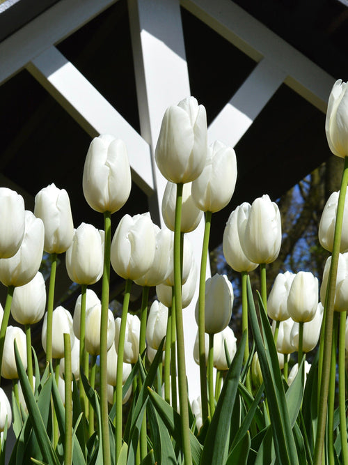 Tulip Flower Bulbs Clearwater