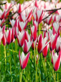 Tulp Clusiana Peppermint Stick