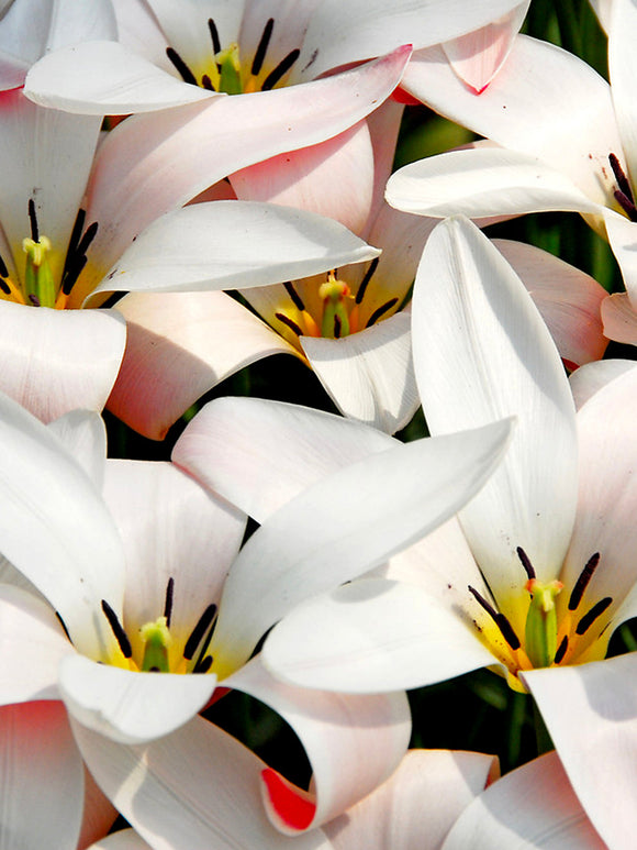Tulip Clusiana Peppermint Stick 