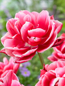 Tulp Columbus