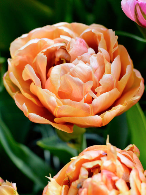 Tulpen Bollen Copper Image