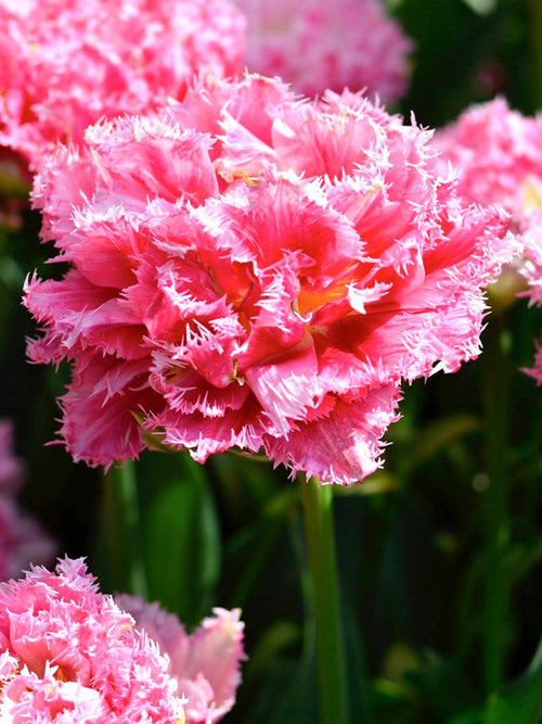 Tulip Bulbs Crispion Sweet - Fringed Peony Pink Tulips