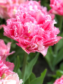 Tulp Crispion Sweet