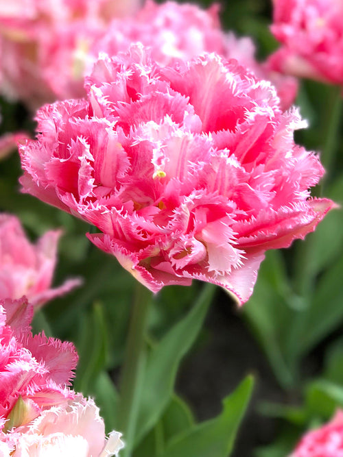 Exclusive Tulip Crispion Sweet - Fringed Peony Pink Tulips