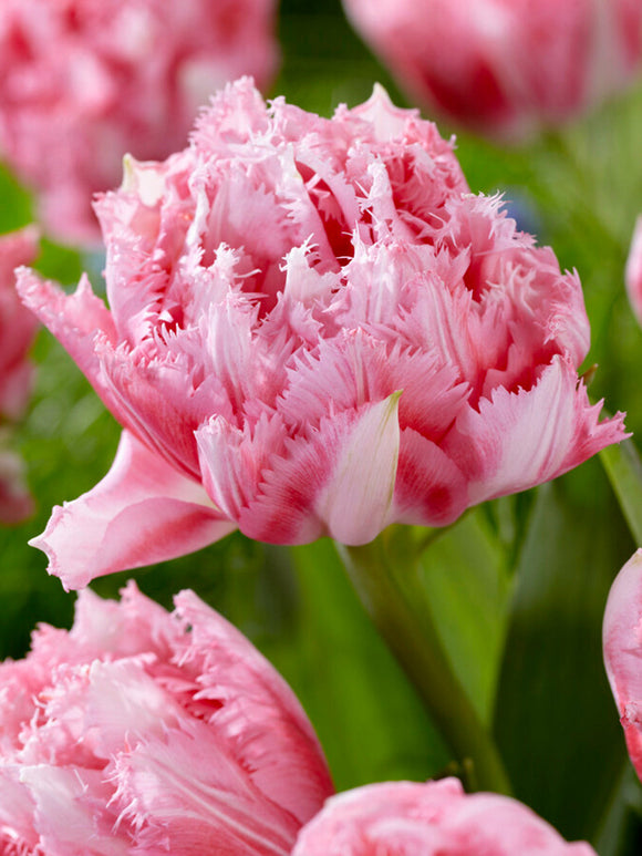 Peony fringed tulip bulbs