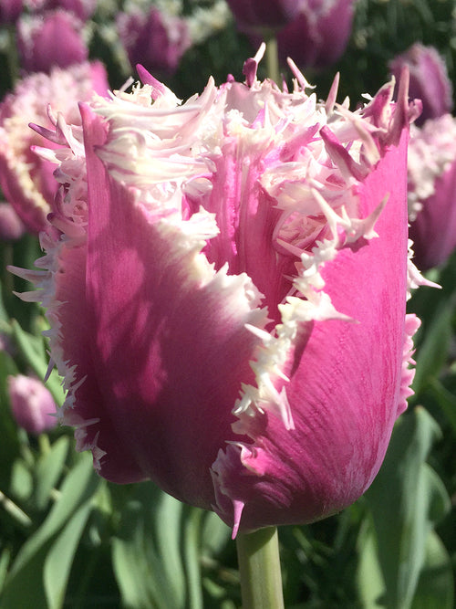Tulip Bulbs Cummins