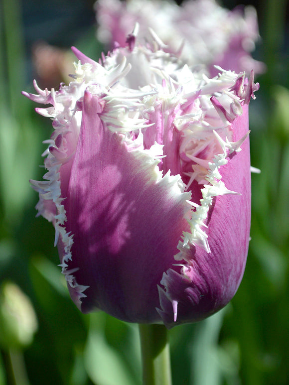 Tulip Bulbs Cummins