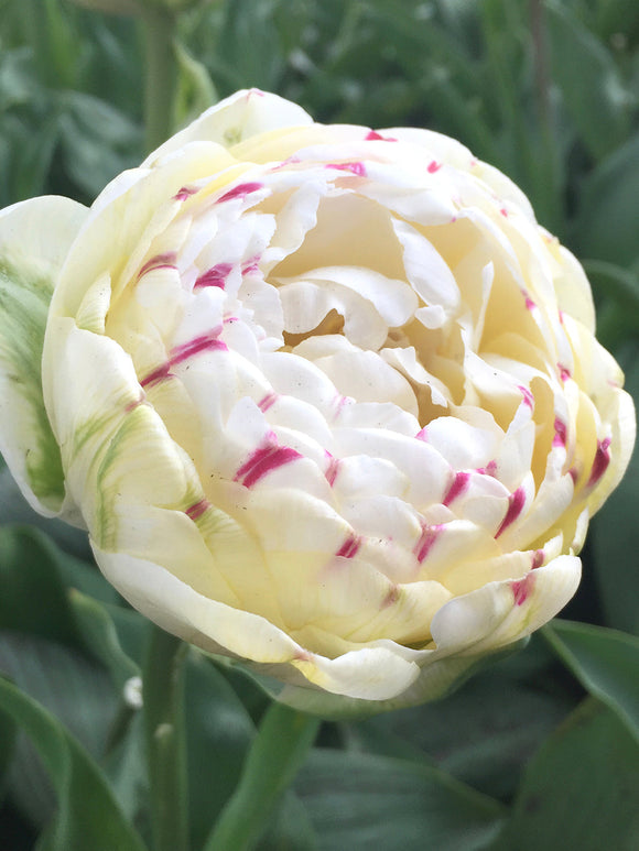 Tulpenbollen Danceline Bestellen