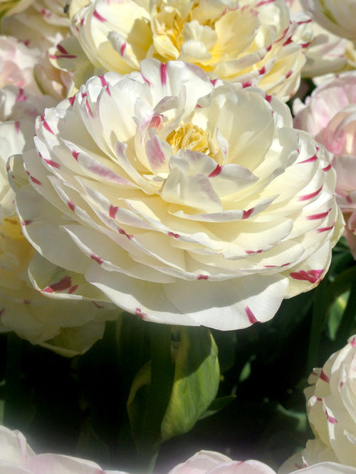 Tulpen Danceline Kopen - Bloembollen