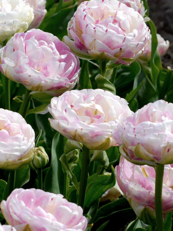 Dubbele Tulpenbollen Danceline